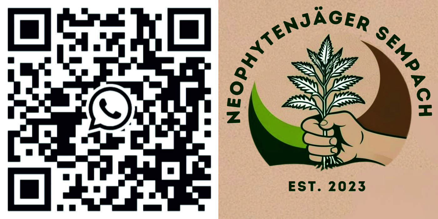 Neophytenjäger Sempach